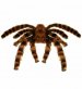 decor-halloween-tarantula